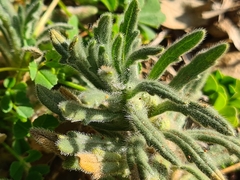 Ajuga iva