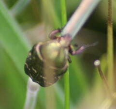Protaetia cuprea