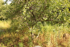 Ziziphus mucronata