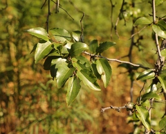 Ziziphus mucronata