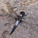 Chalk-fronted Corporal - Photo (c) greglasley, some rights reserved (CC BY-NC), uploaded by Greg Lasley
