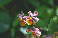 Trichocentrum andreanum