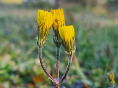 Crepis sancta