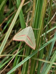 Chlorerythra rubriplaga