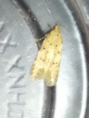 Pseudotelphusa paripunctella