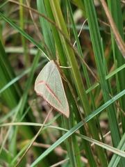 Chlorerythra rubriplaga