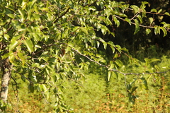 Ziziphus mucronata