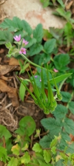 Erodium moschatum