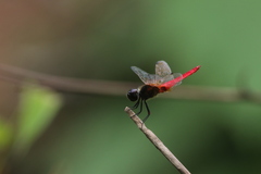 Aethriamanta brevipennis