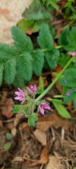 Erodium moschatum