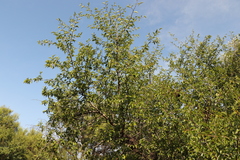 Ziziphus mucronata