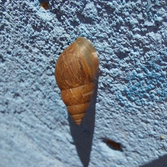 Bulimulidae