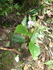 Monolena primuliflora