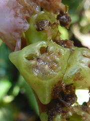 Monolena primuliflora