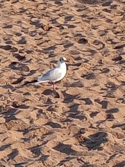 Chroicocephalus novaehollandiae