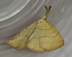 Polypogon tentacularia