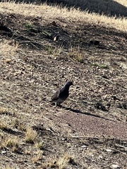 Columba livia domestica