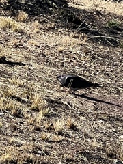 Columba livia domestica