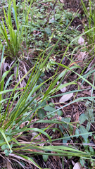 Anthoxanthum occidentale