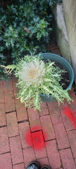 Cirsium spinosissimum