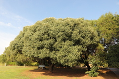 Olea europaea cuspidata