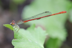 Ceriagrion praetermissum