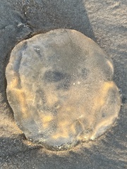 Cnidaria