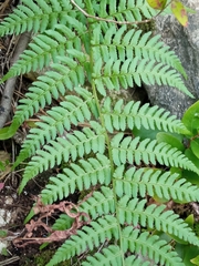 Dryopteris pallida
