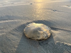 Cnidaria