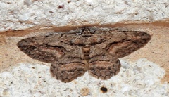 Anavitrinella