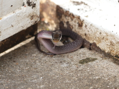 Crotaphopeltis hotamboeia