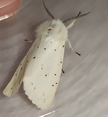 Spilosoma lubricipeda