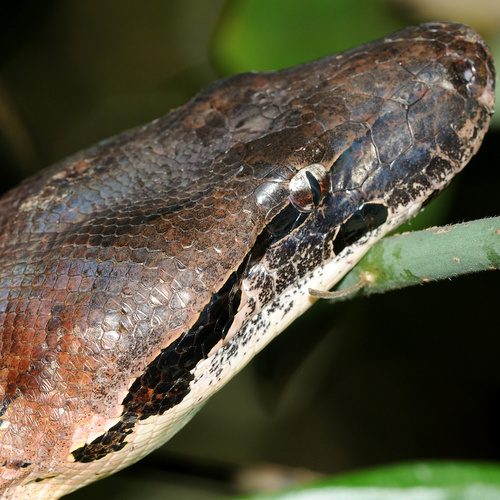 Madagascar Ground Boa