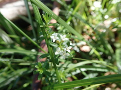 Asperula conferta