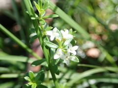 Asperula conferta