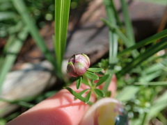 Asperula conferta