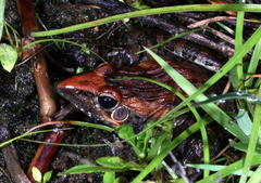 Ptychadena oxyrhynchus
