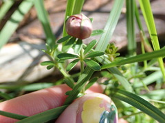 Asperula conferta