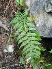 Dryopteris pallida