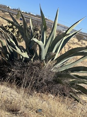 Agave