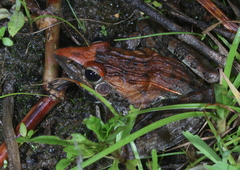 Ptychadena oxyrhynchus