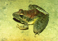 Ptychadena oxyrhynchus