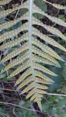 Polypodium cambricum