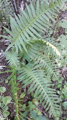 Polypodium cambricum