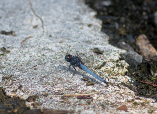 Blue Marsh Hawk photo 6