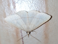 Paracolax tristalis