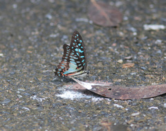 Graphium