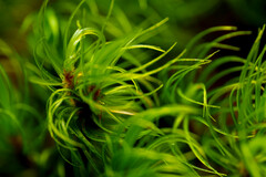 Dicranum fuscescens