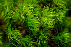 Dicranum fuscescens