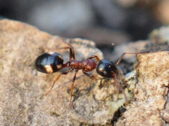 Dolichoderus quadripunctatus